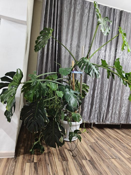 Продаю растение для офиса Монстера