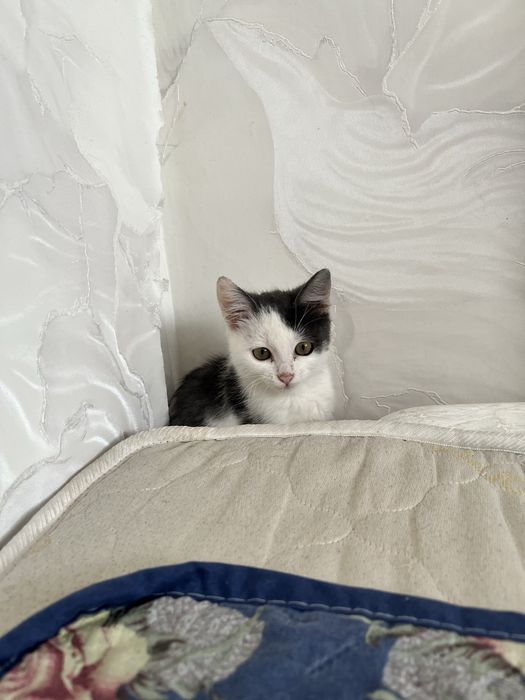 добрые руки Кошка мальчик
