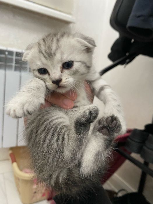 Вислоухие шотландские котята