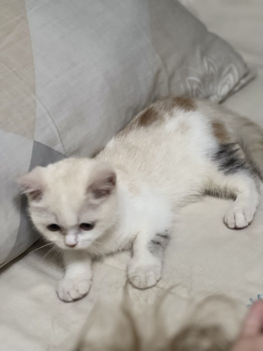 Скоттиш Страйт