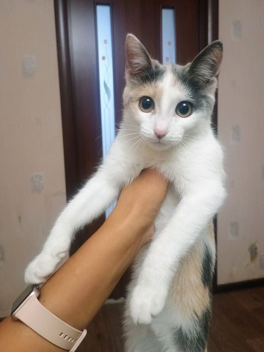 Отдам в добрые руки котенка ( подростка)