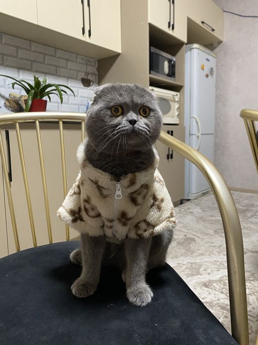 Вязка Скоттиш фолд кот