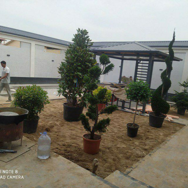 Archa ko‘chatlari xar xil mevali daraxtlar bor