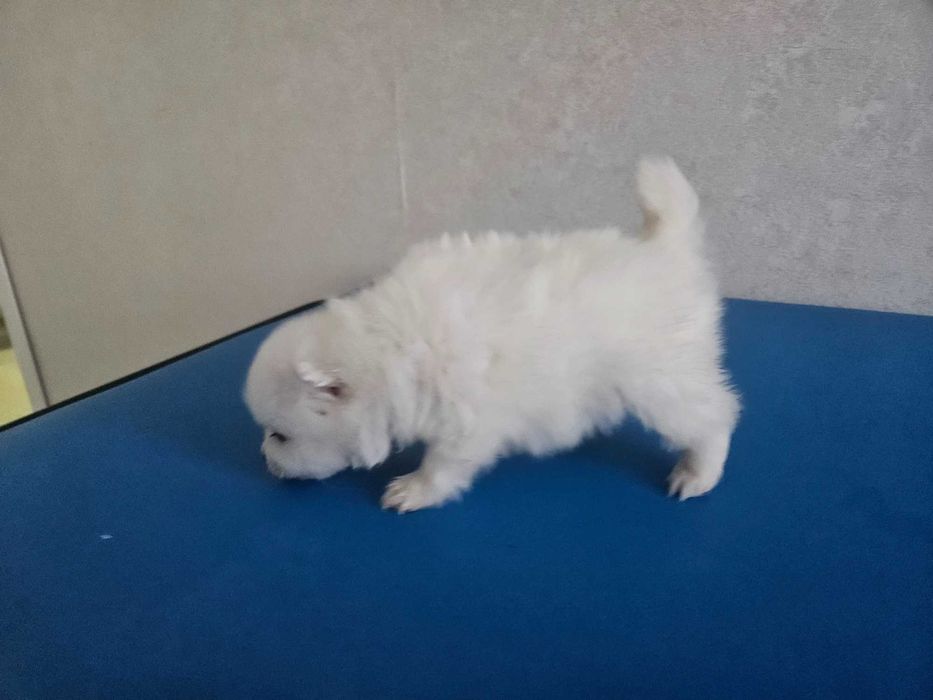 Щенки японского шпица