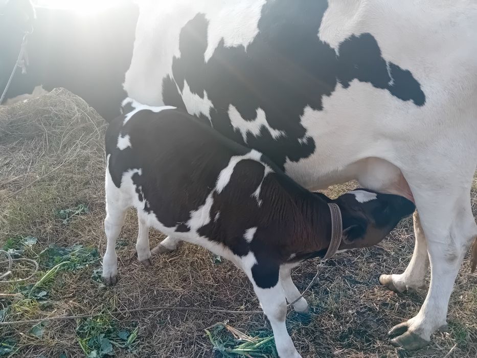 Vitei de vânzare