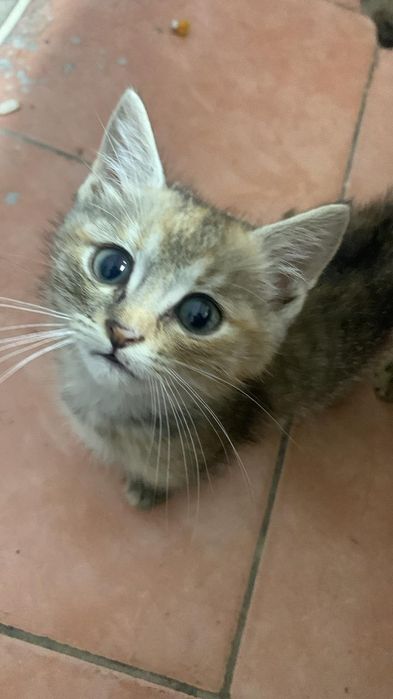 Отдам котят срочно