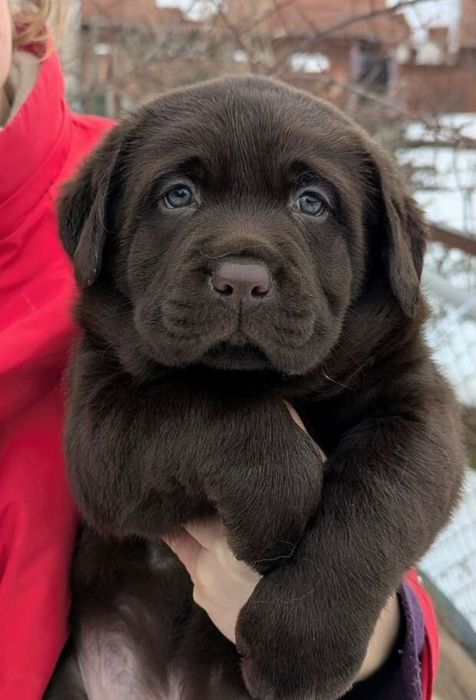 Продаются Щенки Лабрадора!