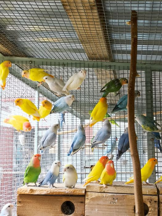 Papagali agapornis puiuti amorezi