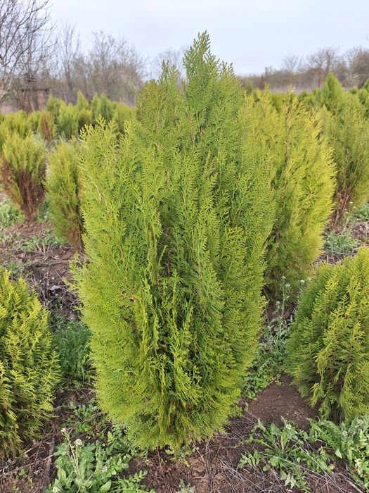 Източна компактна туя 80-120см