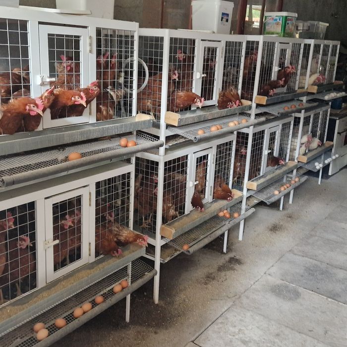 Продавам малко използвани, много здрави алуминиеви клетки за кокошки