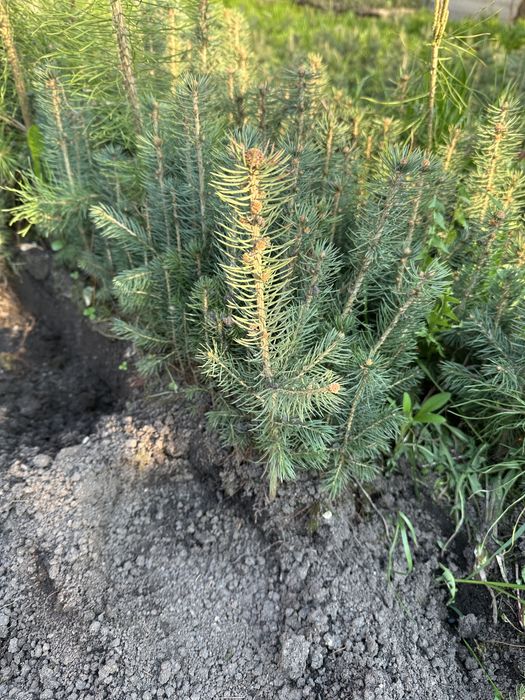 Саженцы голубой ели (глаука)