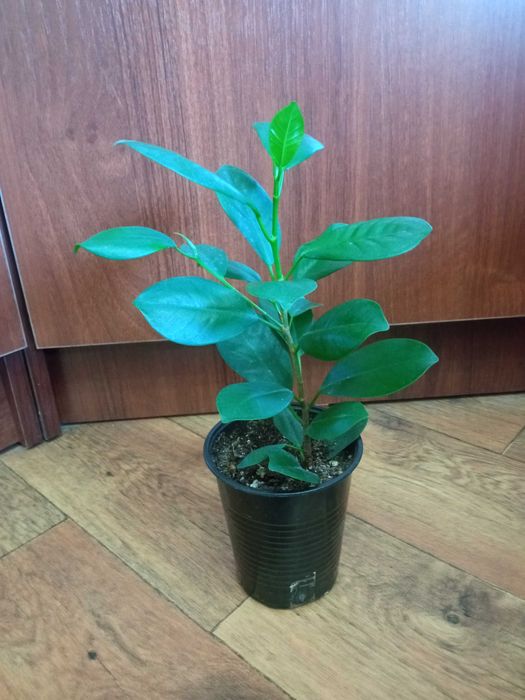 Продам комнатные цветы