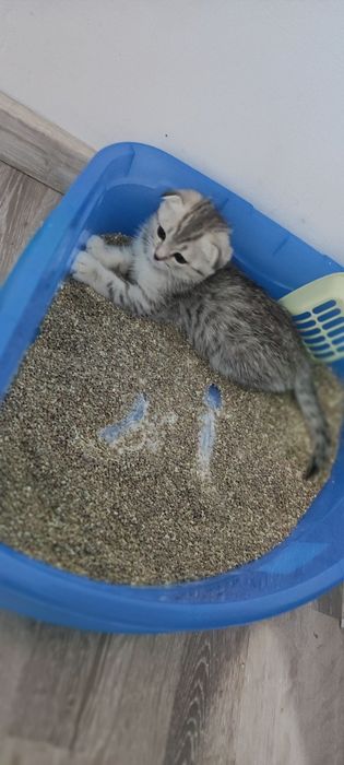 Котята пордистые