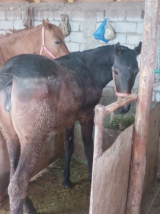 Ұрғашы тай сатылады ,