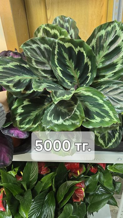 Калатея. Калатея разные сорта в наличии..