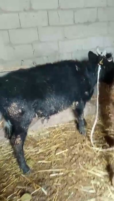 Еркек Бұзау 7,8 айлық.