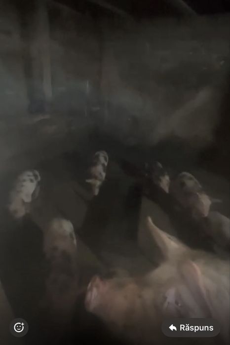 Vand purcelusi de carne rasa pietrar