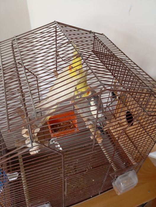 Vând Nimfe mascul și femelă tinerii de 2ani