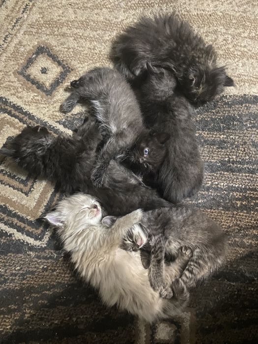 Отдам котят в добрые руки.  Самостоятельные