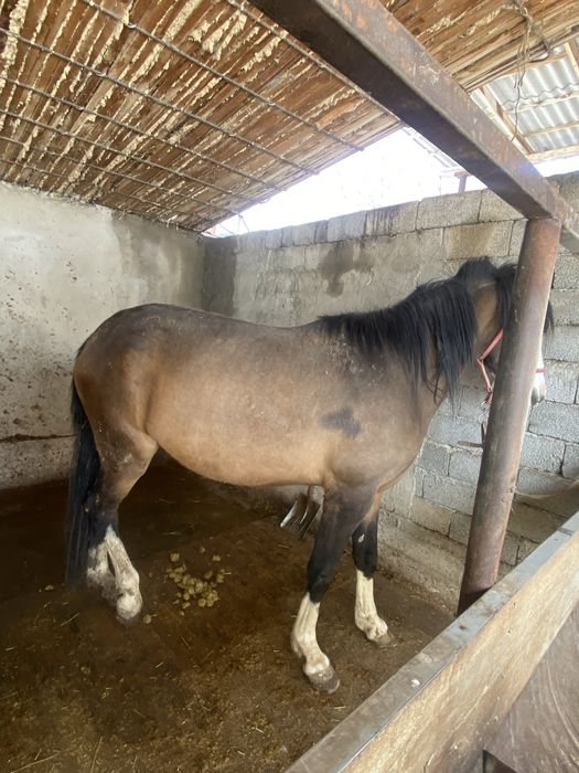 Бие құлынды линия бар