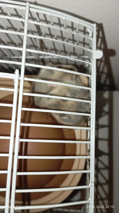 Продам хомячков 2 самки