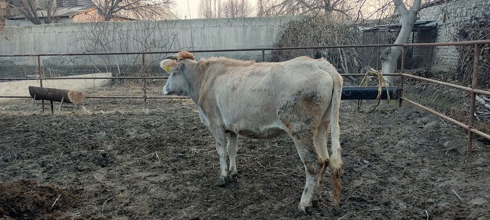 Shvet mol sog'lom sotiladi