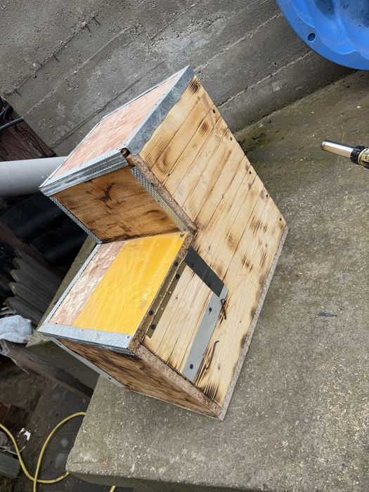 Execut cuiburi papagali