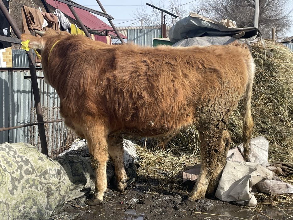 Продам быка 1,5годовалого