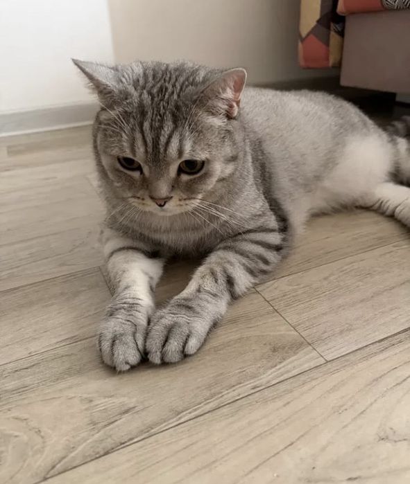 Кот шотландец бесплатно