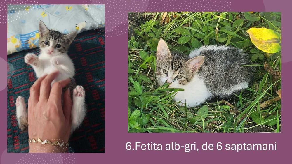 Donez pui de pisica -cautăm familii iubitoare!