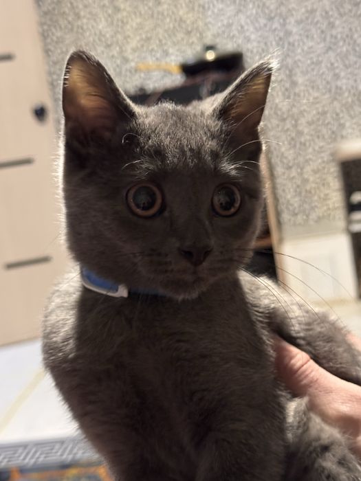 Отдам котенка 4 месяца