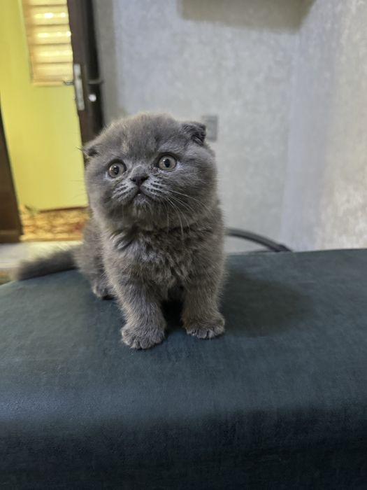Только для вязки Не продаётся