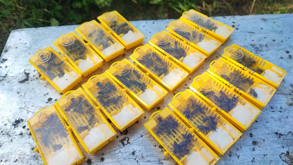 Matci împerecheate 2025