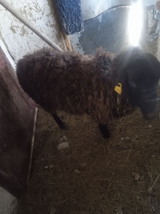 Қой баран  с доставкой