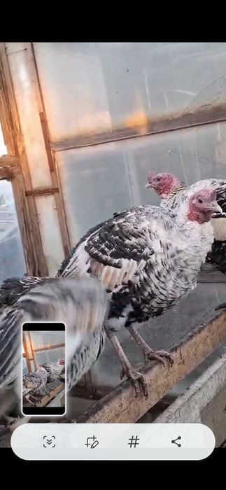 Продам индюков на развод ,домашние