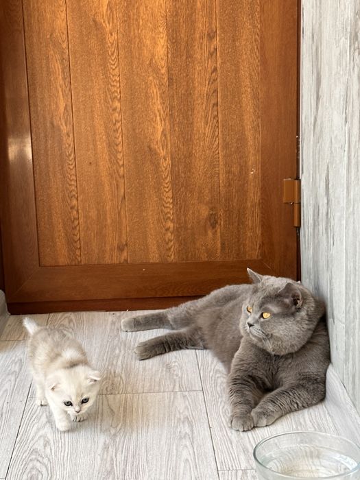 Кот на Вязку Британец