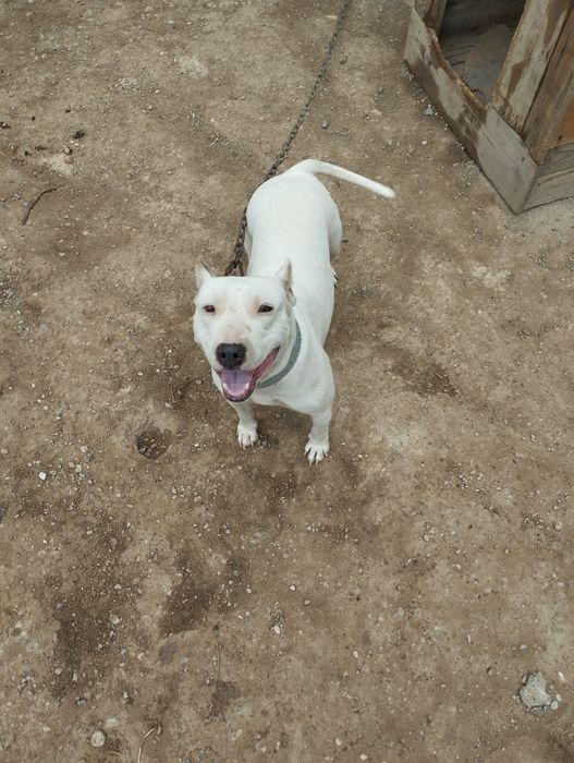 Вязка американский питбуль терьер