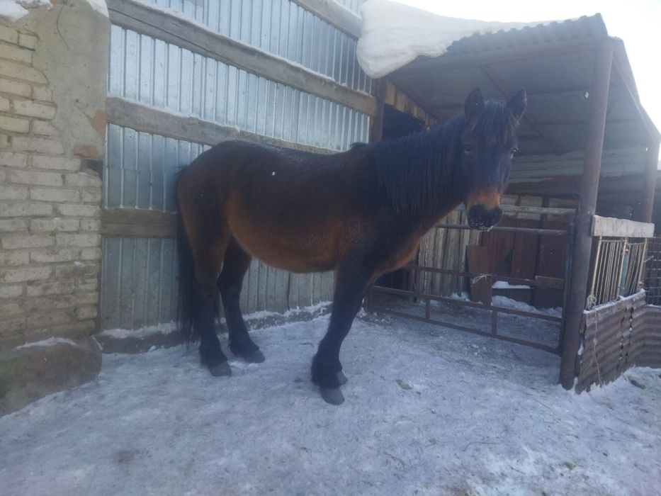 Кобыла жеребая. 10 лет