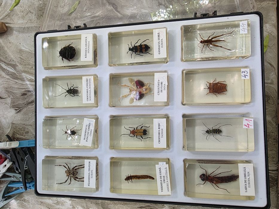 Vand 5 insectare