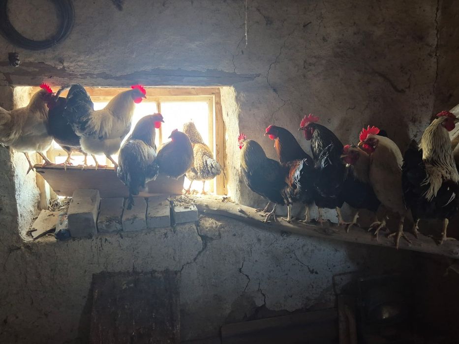 Жас әтештер сатылады.