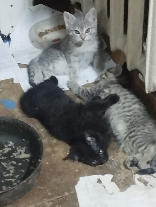 Котята Даром 3 мес