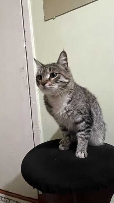 Kastiratciya qilingan ogil bola mushuk yoshi odam yoshida 1.5yosh