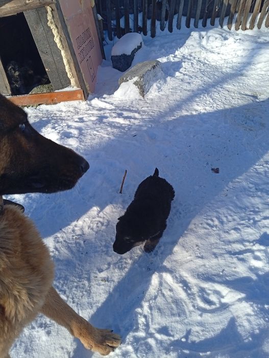 Продаю слбаку авчарка