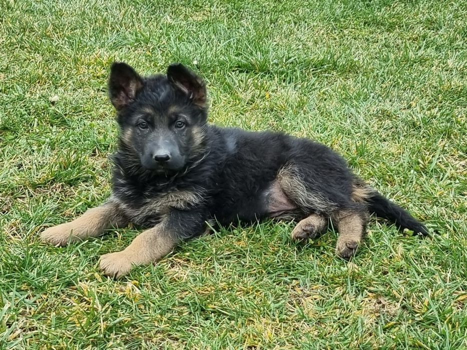 Малки немски овчарки