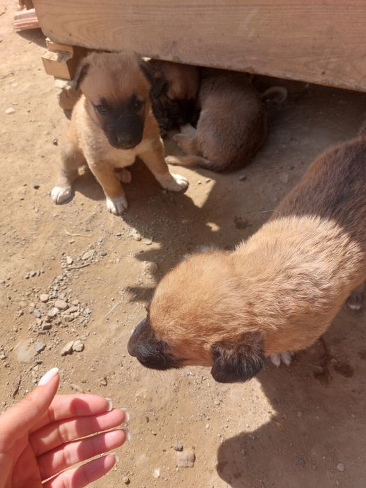 Donatie căței lup malinois