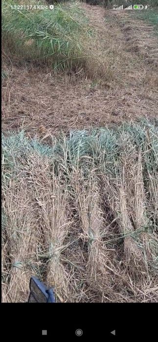 Қамыс 250 даставка