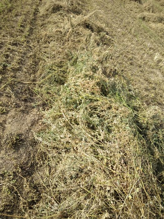 Baloți de lucernă de vânzare