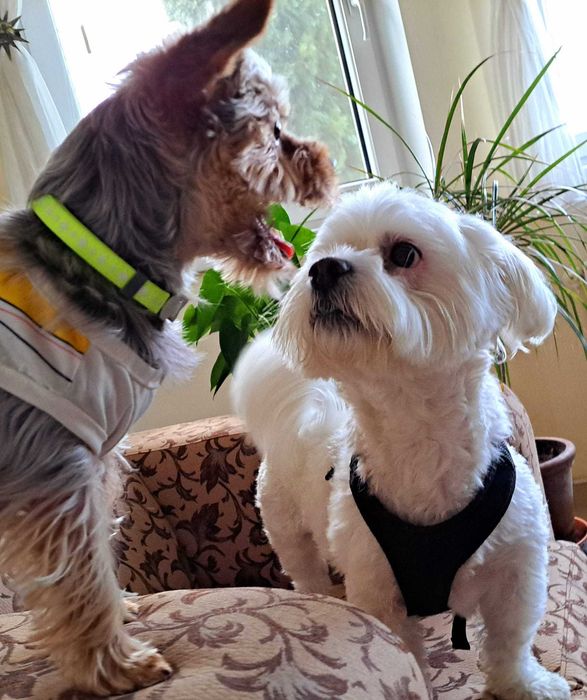 Pet Sitter dog Sibiu