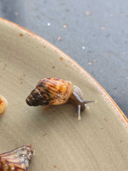 Улитки ахатины, улитята