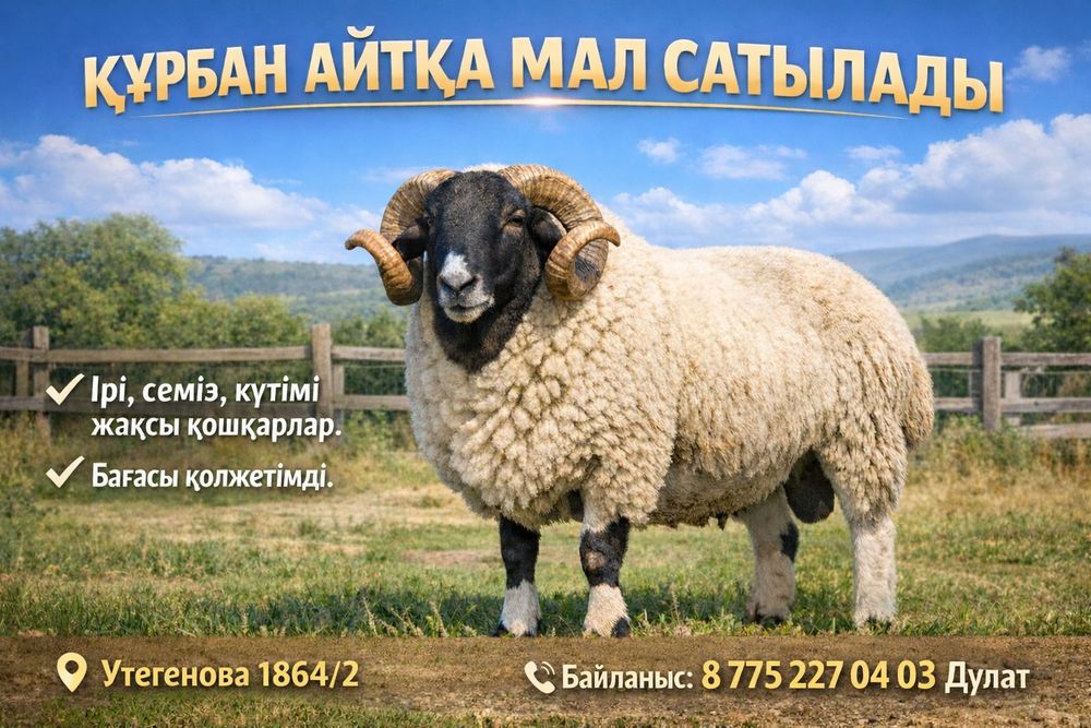 Құрбан айтқа мал бар